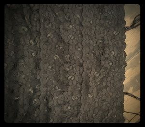 Rue 21 lace cami large